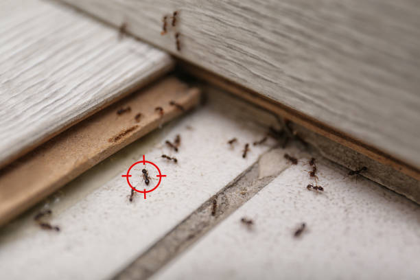 Best Ant Control Services  in Brady, TX